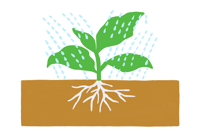 除草剤　おすすめ　雑草　雑草対策