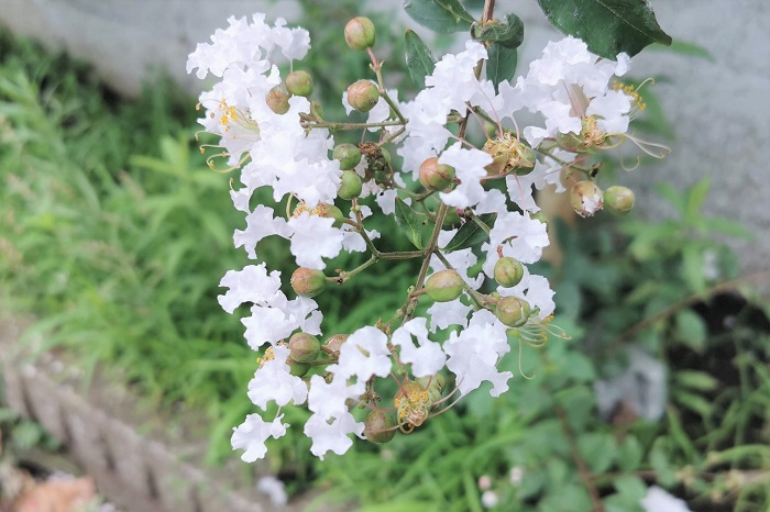 開花期：7~9月 分類：落葉高木 樹高：5~10m サルスベリの特徴 サルスベリは夏に涼し気な色の花を咲かせる落葉高木です。サルスベリの花色は白の他にピンクや紫があります。強健で花付きもよいので庭木の他、公園や街路樹としても人気の樹木です。