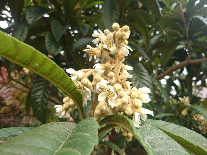 開花期：1月 分類：常緑高木 樹高：3~5m ビワの特徴 初夏に甘い果実を実らせるビワは、まだ寒い1月頃に小さな花を咲かせます。花が咲いていることに気付かないほど、地味で小さな花です。