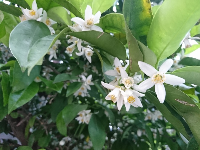開花期：5~6月 分類：常緑低木 樹高：1~3ｍ ナツミカンの特徴 ナツミカンを始めミカンの仲間は初夏に真白な花を咲かせます。花には芳香があります。ミカンの仲間の花の香りはネロリという名前で香料にもされています。