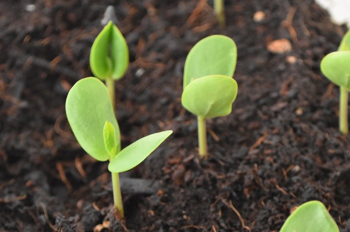 バタフライピーは種から育てることもできます。種まきは5月以降が適時です。移植を嫌うので、直まきか、ポット苗に直まきして植え付けまで育てるのが簡単な方法です。