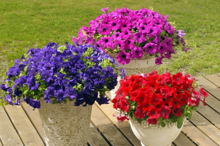 サフィニアが30年もの長い間、ガーデニングで最も有名な花として親しまれてきたのは、初心者でも豪華にあふれるように花を咲かせることができる育てやすさにあります。