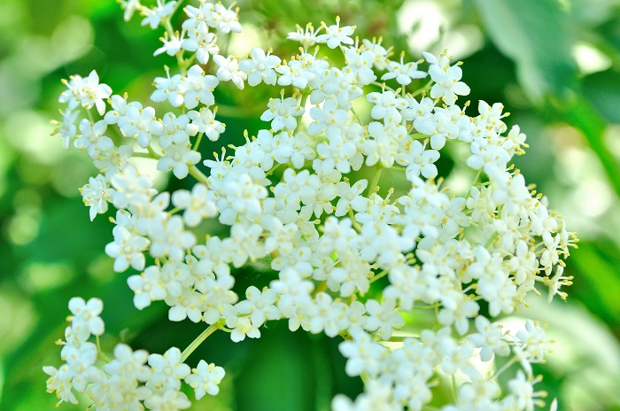 開花期：4～5月 分類：落葉高木 樹高：3～10m エルダーフラワー（西洋ニワトコ）の特徴 エルダーフラワー（西洋ニワトコ）は春に枝いっぱいに真白な花を咲かせる落葉高木です。エルダーフラワー（西洋ニワトコ）の花には爽やかな芳香があります。ハーブとしても有名です。