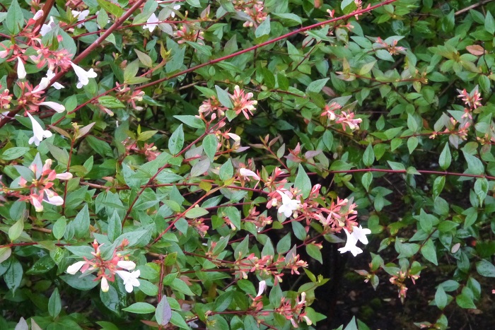 開花期：4~5月 分類：常緑低木 樹高：1~2m アベリアの特徴 アベリアは公園や街路樹、生垣などに利用される常緑低木です。春に白い小花を咲かせます。アベリアには斑入り種や、花色がピンクの品種などがあります。