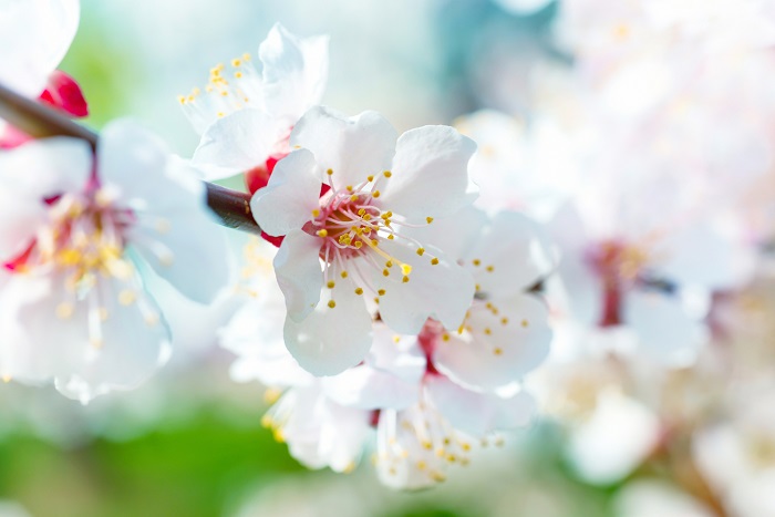 開花期：3～4月 分類：落葉高木 樹高：3m アンズの特徴 アンズは春に白やピンクの花を咲かせる、バラ科の果樹です。大きくなり過ぎないので庭木としても人気があります。アンズの果実は生食もできますが、ジャムや果実酒などにも利用されます。