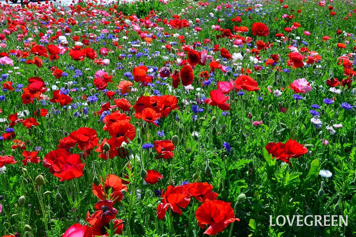 ポピー（ひなげし）はヒナゲシ、コクリコ、虞美人草（ぐびじんそう）の名でも知られる一年草。細い茎の先に、まるで薄紙のような繊細で色鮮やかな花を咲かせます。昭和記念公園や秩父高原はシャーレーポピーの一大群生地として知られています。フランスでは赤いポピー（ひなげし）とブルーのヤグルマギクが田園に植えられていることが多く、花畑の写真集によく登場する花です。