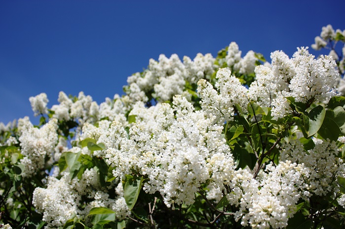 開花期：4～5月 分類：落葉高木 樹高：2～6m ライラックの特徴 ライラックは春、ソメイヨシノが終わった頃に開花します。ライラックの花色は、白の他に紫やピンクなどがあります。小さな花の集まりを枝の先に房のようにたわわに咲かせます。ライラックの花には芳香があります。