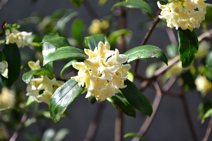開花期：3～4月 分類：常緑低木 樹高：1～1.5m 沈丁花（ジンチョウゲ）の特徴 沈丁花（ジンチョウゲ）はジンチョウゲ科の常緑低木で、春先に小さな花が毬のような塊になって枝先に咲きます。花が白い品種を「シロバナジンチョウゲ」と言います。とても香りが強い花で、三大香木のひとつです。