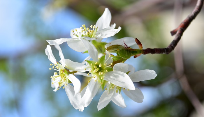 開花期：3～4月 分類：落葉高木 樹高：3～5m ジューンベリーの特徴 ジューンベリーは、初夏に真赤に色付く果実が有名ですが、春に咲く白い花も可愛らしい落葉高木です。ソメイヨシノより少し早いか同じ頃に直径2㎝程度の可愛らしい花を咲かせます。
