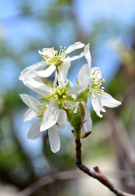 ジューンベリーは、春に白い花が開花します。