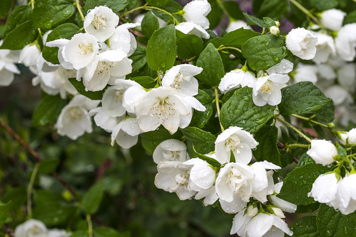 開花期：5～6月 分類：落葉低木 樹高：2m バイカウツギの特徴 バイカウツギは初夏に真白な花を咲かせる落葉低木です。名前の通り、梅に似た花を咲かせます。和の庭にも洋の庭にも似合う庭木です。