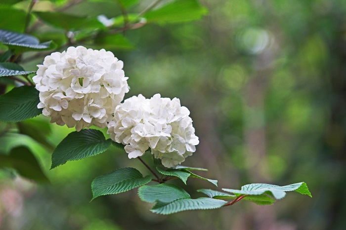 開花期：5～6月 分類：落葉高木 樹高：3～5m オオデマリの特徴 オオデマリは名前の通り、初夏に真白な毬のような花を咲かせる落葉高木です。咲き始めはグリーン、咲き進むにつれて白に変化していきます。