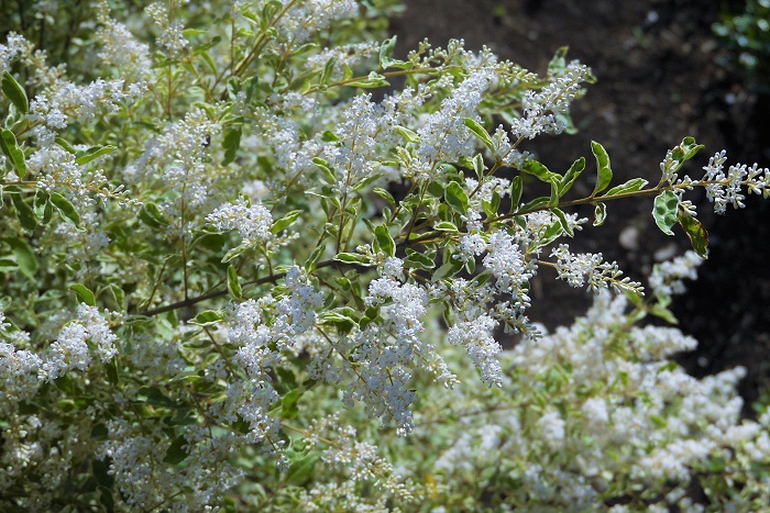 開花期：4~5月 分類：常緑低木 樹高：1~2m シルバープリベッドの特徴 シルバープリベッドは春に香りのよい白い小花を咲かせる常緑低木です。明るい斑入りの葉が印象的です。常緑で丈夫なため、生垣にも好まれます。