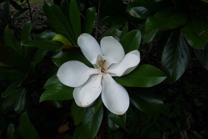 タイサンボク 開花期：5~6月 分類：常緑高木 樹高：10m以上 タイサンボクの特徴 タイサンボクは光沢のある大きな葉と、枝の上の方に咲く真白な花が印象的な庭木です。庭木の他、公園や寺社にもよく植えられています。タイサンボクはマグノリアの1種で、とても香りのよい花を咲かせます。
