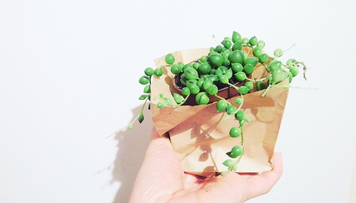 セネキオ グリーンネックレス。緑のぷっくりとした粒状の葉が真珠のネックレスのように連なります。葉がイルカのような形のものや三日月型のものなどがあります。垂れ下がるように成長するのでハンギングにしたり、寄せ植えに使われることもあります。