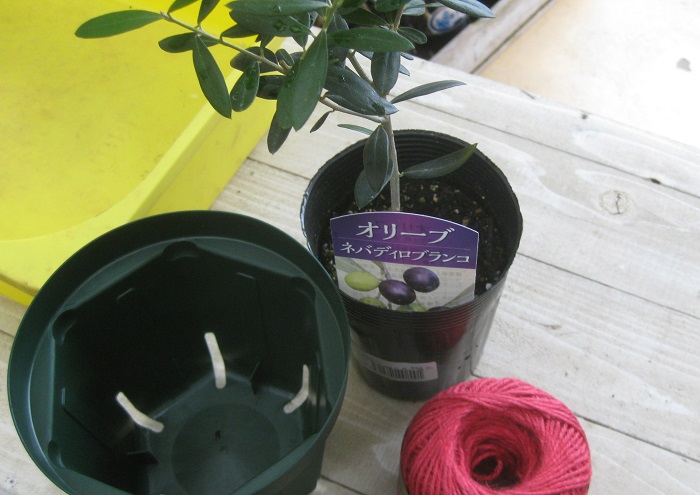 ・オリーブのポット苗 ・植え替え用のスリット鉢 ・麻紐 ・水はけの良い土（オリーブ専用の土以外を使う時は、培養土に赤玉の小粒やパーライトをミックスすると良いそうです。） ・土入れ