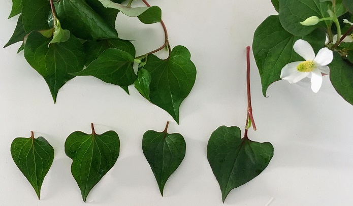 ドクダミの葉はハートの形です。（学名のcordata は「心臓形の」という意味）