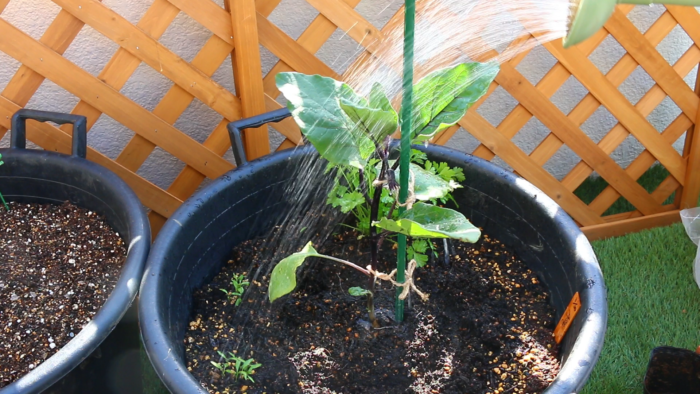 ５　最後はお水をしっかりあげます。  植えたばかりの苗は土に活着するまでに少し時間がかかります。その際根が乾燥してしまわないためにも、植え付けから１週間位はしっかりと水を与えます。お水の代わりに病害虫予防のためにニームを希釈したものをかけてもいいでしょう。