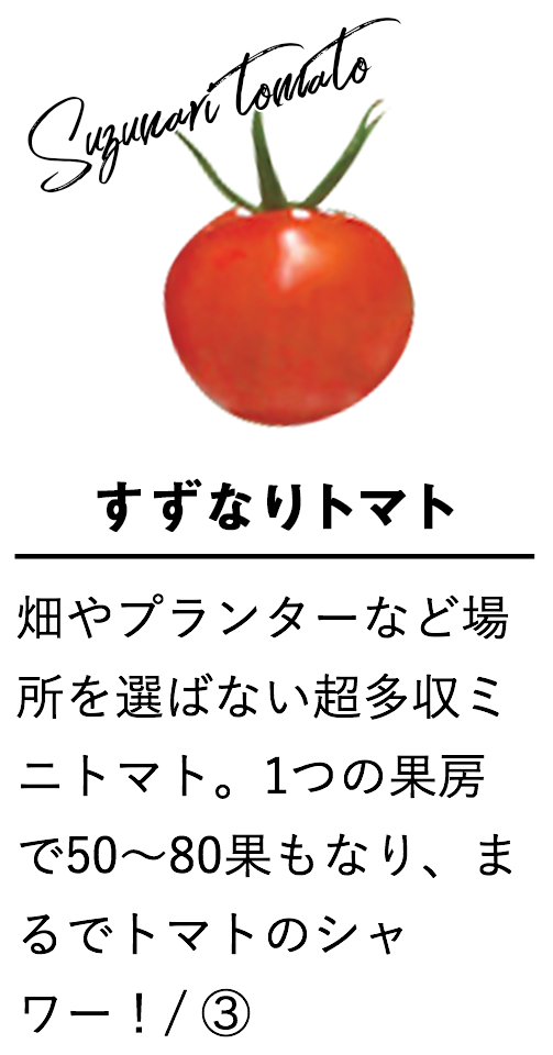 すずなりトマト