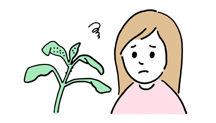 観葉植物に虫が発生してしまったら？