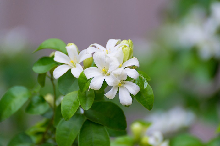 開花期：4～6月 分類：常緑高木 樹高：3m シルクジャスミン(ゲッキツ)の特徴 シルクジャスミン(ゲッキツ)は観葉植物としても人気の常緑高木です。温帯を好むので関東以西では庭植えが可能です。シルクジャスミン(ゲッキツ)は春に香りのよい白い花を咲かせます。