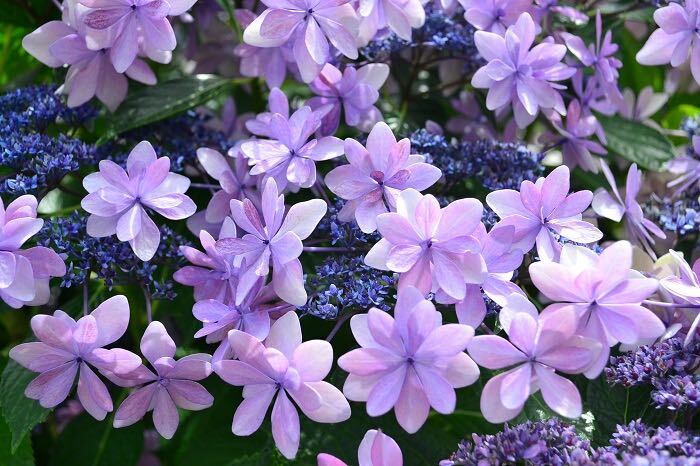 アジサイは5～7月にかけて青、紫、ピンク、白、グリーン、複色の花が開花します。