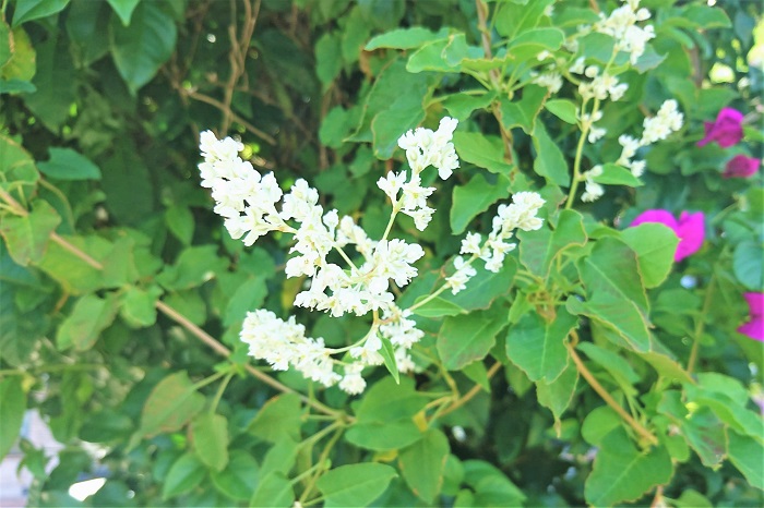 ナツユキカズラ 開花期：6~8月 分類：落葉低木 樹高：2m以上 ナツユキカズラの特徴 ナツユキカズラは夏に白い花を咲かせる、つる性落葉低木です。ナツユキカズラは花付きがよく、ラティスやトレリスに絡ませると一面真白に咲き誇ります。強健で育てやすい庭木です。