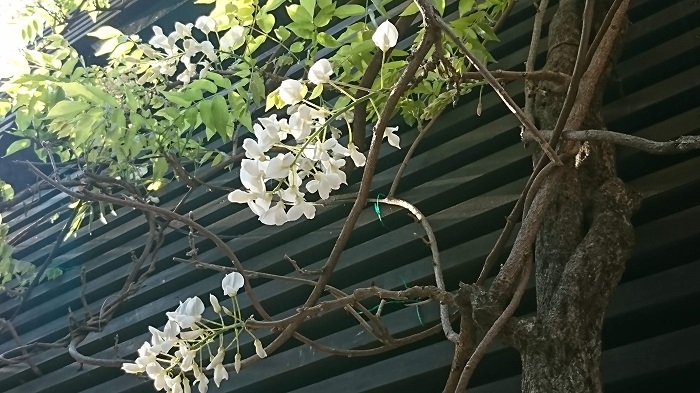 開花期：4~5月 分類：落葉つる性木本 樹高：3~5m 藤の特徴 藤は春に大ぶりなかんざしのような花を咲かせるつる性の樹木です。ソメイヨシノの花が終わった頃からゴールデンウィークくらいまで咲き続けます。小さな豆の花の集合体のような花が印象的です。藤の花には芳香があります。