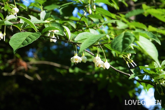 初夏に咲く木の花16種エゴノキ