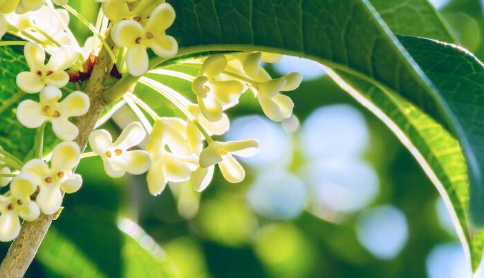 開花期：9～10月 分類：常緑高木 樹高：5～6m ギンモクセイの特徴 ギンモクセイは秋に白い小花を咲かせる常緑高木です。近縁種のキンモクセイの方が有名ですが、白花を咲かせるギンモクセイも甘い芳香があります。