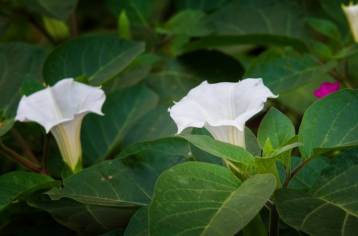 開花期：6～7月 分類：一年草あるいは多年草 樹高：1～1.5m ダチュラ(朝鮮朝顔)の特徴 ダチュラ(朝鮮朝顔)は初夏にラッパのようなフォルムの真白な花を咲かせる庭木です。ダチュラ(朝鮮朝顔)は薬草として日本に輸入された植物で毒性が強いと言われています。口に入れることのないように注意してください。