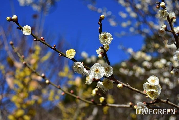 開花期：2～3月 分類：落葉高木 樹高：3～5m 梅の特徴 梅は早春に香りのよい花を咲かせる庭木です。梅の花色は白の他にピンクや赤などがあります。梅には花を観賞する花梅と果実を楽しむ実梅があります。初夏に結実する果実は梅干しや梅酒にされます。
