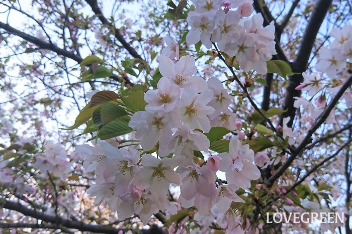 バラ科の果物の花5種サクランボ