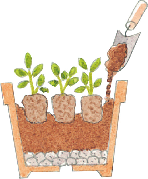 土に元肥が含まれていない場合は、元肥を混ぜましょう。必ず新しい土を使用してください。