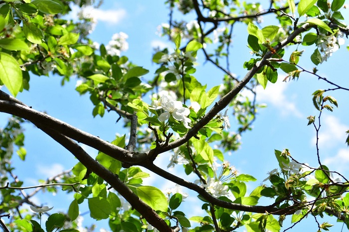 開花期：4～5月 分類：落葉高木 樹高：5m以上 クラブアップルの特徴 クラブアップルは園芸好きでも名の通った絵本作家、ターシャ・テューダーのお庭にあったことでも有名な果樹です。春に白く桜に似た花を咲かせます。クラブアップルは秋に小さなリンゴの実を実らせます。クラブアップルの果実は生食には向きませんが、ジャムなどにして長く楽しむことができます。