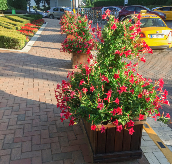 伸びたつるに花が咲き誇る姿が通りを明るく彩ります。街花壇としても、自宅に飾る鉢花としても存在感たっぷりでおすすめです。