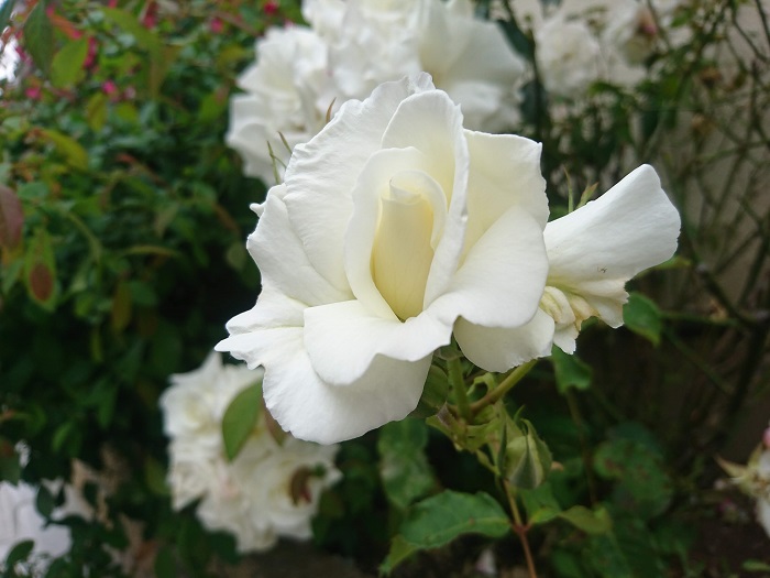 開花期：4~5月（9~10月、四季咲き） 分類：落葉低木 樹高：1~3m バラの特徴 バラは花の女王とも讃えられるほど、美しく存在感のある花です。花色、咲き方、共にバリエーションが豊富なバラ。中でも真白なバラは一際目を惹きます。  バラは4~5月に開花した後、上手に剪定を行えば7月頃にもう一度花を咲かせてくれます。他にも四季咲き性や秋にもう一度咲く品種もあります。