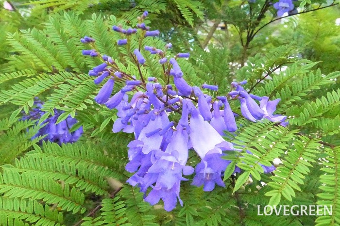 初夏に咲く木の花16種ジャカランダ