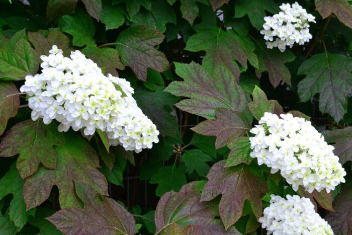 開花期：5～6月 分類：落葉低木 樹高：1～1.5m カシワバアジサイの特徴 カシワバアジサイは名前の通り、柏のような葉を持つアジサイの仲間です。初夏に白い花を咲かせます。大きく印象的な花と葉を持つカシワバアジサイは、庭の中でフォーカルポイントとしての役割も果たしてくれます。