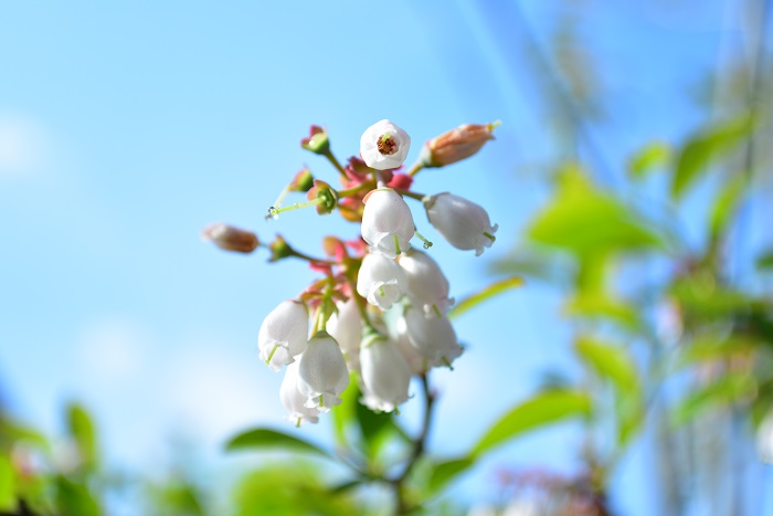 開花期：4月 分類：落葉低木 樹高：1～3m ブルーベリーの特徴 ブルーベリーは、ツツジ科スノキ属に分類される北アメリカ原産の落葉低木で、木があまり高くならないので育てやすい果樹のひとつです。春に白い花が咲いた後、初夏から夏にかけて実が実ります。