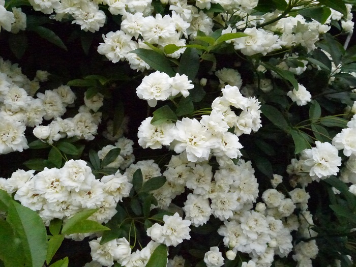 開花期：4~5月 分類：落葉低木 樹高：2~5m モッコウバラの特徴 モッコウバラはバラの中でも病害虫に強い原種系のバラです。花の大きさは2~3㎝と小さめですが、枝の先に房状にたくさんの花を咲かせます。  カスタード色の花を咲かせるモッコウバラ・ルテアが有名ですが、白花のモッコウバラ・アルバもきれいです。