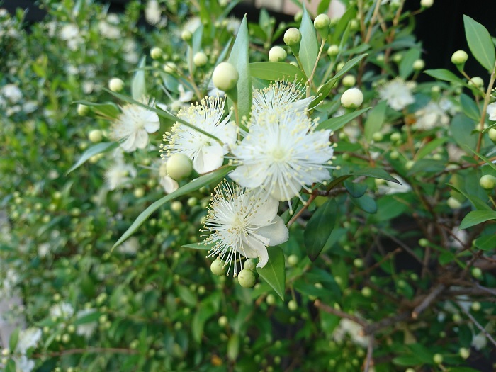 開花期：5~6月 分類：常緑低木 樹高：1~3m マートル（ギンバイカ）の特徴 マートル（ギンバイカ）は初夏に真白な梅のような花を咲かせる常緑低木です。マートル（ギンバイカ）の葉はハーブとしても利用されます。