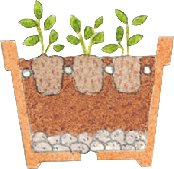 苗の枯れた下葉を取ります。苗を鉢の中心に置いて、植え込みます。ポット苗の土の表面と植え込んだ土の表面の高さが揃うように植えて、根がむき出しにならないようにすることがポイントです。土を入れる量は、鉢の縁から2～3cm残してウォータースペース（水やりの際に水が鉢からあふれない程度のスペース）を作りましょう。