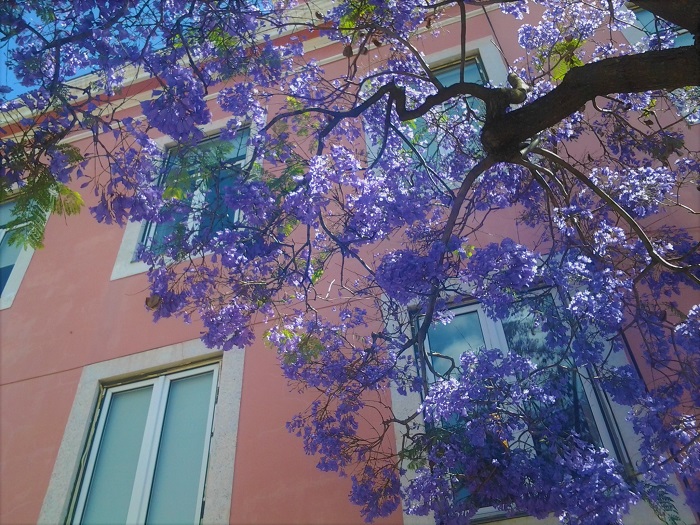 日本国内でもジャカランダの花を見ることが出来る場所があります！  青紫の煙のように咲き誇るジャカランダの花。真っ青な空と青紫の花のコントラストは、どんなに美しいでしょう。枝いっぱいに花を咲かせるジャガランダを自分の目で見に行ってみませんか。  宮崎｜ジャカランダの森 日本では見るのは難しいというジャガランダの花ですが、日本でもジャカランダの群生林が存在する場所があります。宮崎県にある「ジャカランダの森」です。ここには約1000本のジャカランダが植えられていて、時期になると満開のジャカランダの花が見られます。  所在地：宮崎県日南市南郷町贄波3236-3　宮崎県総合農業試験場亜熱帯作物支場内  問い合わせ先：0987-64-0012　  熱海｜ジャカランダ遊歩道 熱海の駅からほど近い海岸沿いにも、ずらりとジャカランダが植えられている遊歩道があります。初夏の日差しを浴びながら、青紫に煙るようなジャカランダの花を眺めながらお散歩できます。真っ青な空に青紫のジャカランダ、横に目を向ければ海という絶景です。  所在地：静岡県熱海市東海岸町15　お宮緑地内  問い合わせ先：0557-86-6218  東京｜夢の島熱帯植物館 都内の熱帯植物館にもジャカランダの木があります。身近なところでジャカランダの花を見ることが出来ます。  所在地：東京都江東区夢の島2-1-2  問い合わせ先：03-3522-0281  <div class="posttype-spot shortcode"><div id="posts" class="full"><article><a href=_-7.html class="clickable"></a>
   <div class="spot-list-ttl clearfix">
   <h2 class="spot-list-ttl-text"><span class="spot-list-ttl-text-inner">夢の島熱帯植物館</span></h2>
  <div class="spot-list-types">
    <a href=tokyo_.html class="spot-list-type area area-kanto">東京</a>    <a href=indexbeac.html class="spot-list-type">植物園</a>  </div>
 </div>
  <div class="thumbnail" style="background-image:url(jpg/dsc_0811-1-300x200.jpg);"></div>
  <div class="top-post-ttl-extext">
    <ul class="spot-list-list">
      <li class="spot-list-item"><span class="spot-list-item-ttl">最寄駅 : </span>新木場駅</li>
      <li class="spot-list-item"><span class="spot-list-item-ttl">アクセス : </span>【電車利用】東京メトロ有楽町線、JR京葉線、りんかい線、 『新木場駅』下車、徒歩13分【バス利用】「夢の島」バス停下車、徒歩5分</li>
      <li class="spot-list-item"><span class="spot-list-item-ttl">住所 : </span>江東区夢の島2-1-2</li>
    </ul>
    <p class="spot-list-detail"><span class="spot-list-detail-text">《個人》　一般／250円　65歳以上／120円　中学生／100円<br />
《団体（有料入場者数が2 0 人以上の場合）》　一般／200円　65歳以上／90円　中学生／80円<br />
　※小学生以下、および都内在住・在学の中学生は無料<br />
　※障害者手帳・愛の手帳・療育手帳をお持ちの方と、その付添者1 名まで無料です<br />
《年間パスポート》　一般／1,000円　65歳以上／480円</span></p>  </div>
</article>
</div></div>  東京｜代官山旧山手通り沿い 代官山ハリウッドランチマーケットの前辺り。ひと際背の高い木があります。幹に「ジャカランダ」と名札が付いています。花の時期に大きな木を見上げると、きれいな青紫色の花が確認出来ます。