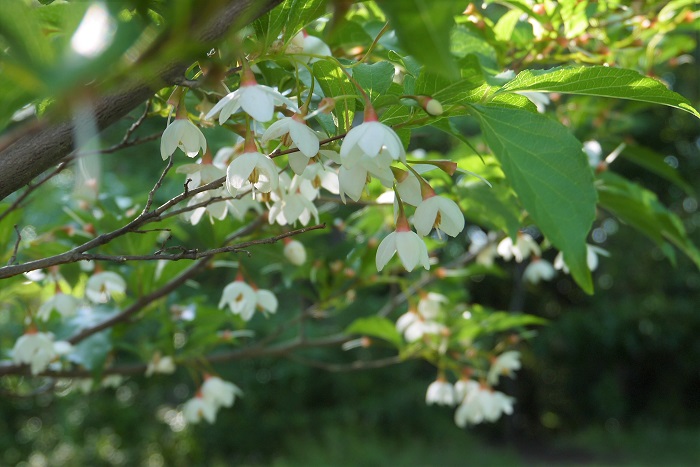 開花期：5~6月 分類：落葉高木 樹高：5~8m エゴノキの特徴 エゴノキは初夏に星形の白い花を俯くように咲かせる落葉高木です。葉は小さく、枝は華奢で、横に大きく広がる樹形です。高木になりますが生長は遅い方です。華奢な雰囲気が強調される株立ちは庭木として人気です。