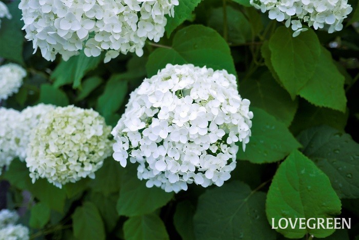 アナベルは初夏に白い花を咲かせ、徐々にグリーンへと変化していくアジサイの仲間です。グリーンに色を変えてからのアナベルは特に長持ちします。