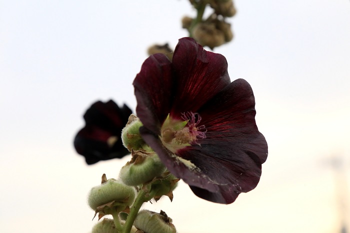 タチアオイ(立葵)は、ハイビスカスのような一重咲きの品種以外にも八重咲きの品種や、それよりも花びらが多いピオニー咲きの品種もあります。花色は赤やピンク、白に近い色が多くありますが、黒紫のような色もあります。