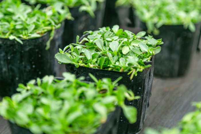 ポット苗を植え付けて家庭でも簡単にグリーンカーペットがつくれるクラピア