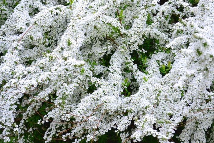 開花期：3～4月 分類：落葉低木 樹高：1～2m ユキヤナギの特徴 ユキヤナギは、初春に真白な花を咲かせる落葉低木です。しなるように伸びた枝いっぱいに真白な小花を咲かせます。ユキヤナギの花は風で散る姿も儚く美しく、まだ花の少ない初春に私達の目を和ませてくれます。