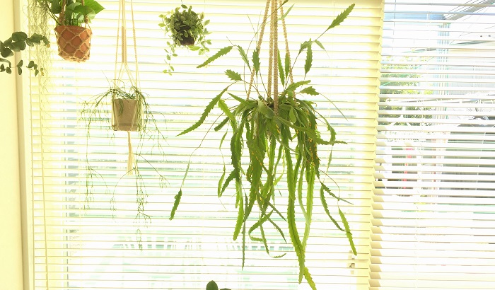 植物をぶら下げたり、吊るしたりするときに使うプラントハンガー。  室内で植物を楽しむアイテムとして人気があります。日の入る窓辺などにかけて飾ると、すてきな雰囲気に。100均素材で作れるプラントハンガー。お部屋の模様替えをしたい、植物をおしゃれに飾りたい方はプラントハンガーでハンギングして飾るとグリーンの見える位置が目線の先になって空間が明るくなりますよ。